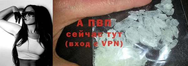 прущие грибы Инта