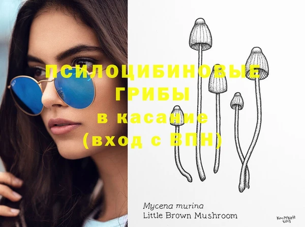 прущие грибы Инта